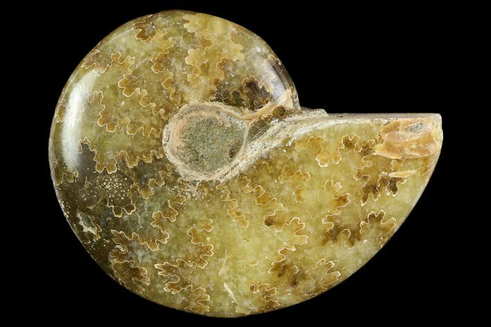 Polished, Agatized Ammonite (Cleoniceras) - Madagascar #119171